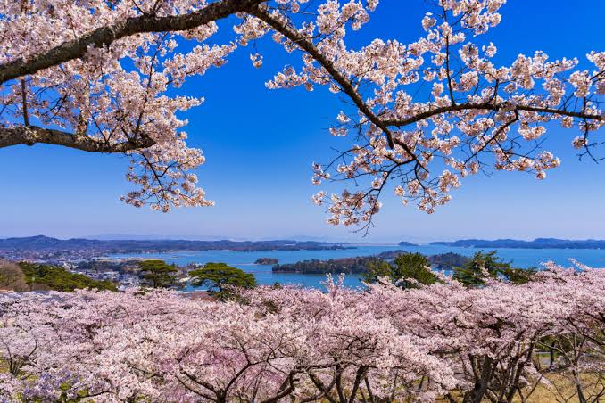 宮城県花見シーズン 昼間(日中)の運転代行